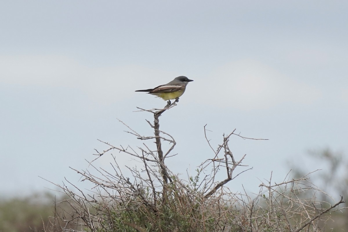 Cassin's Kingbird - ML572858061