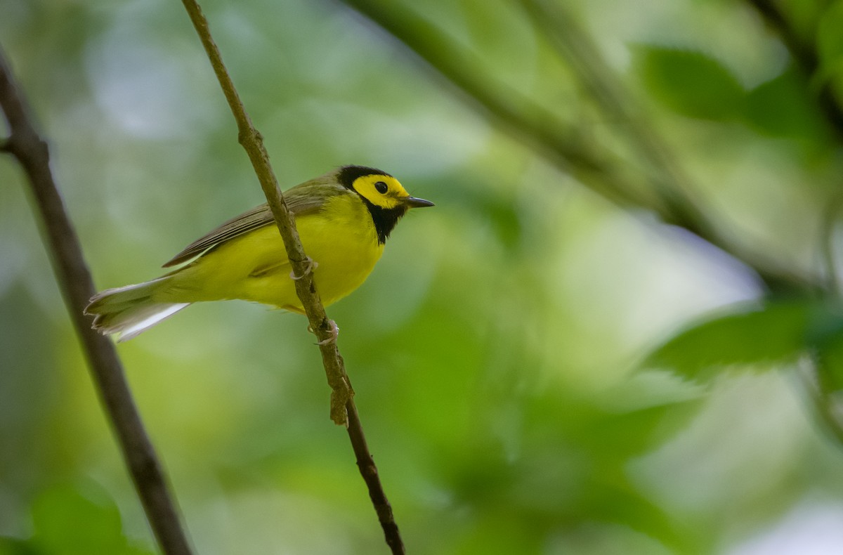 Hooded Warbler - ML572858161