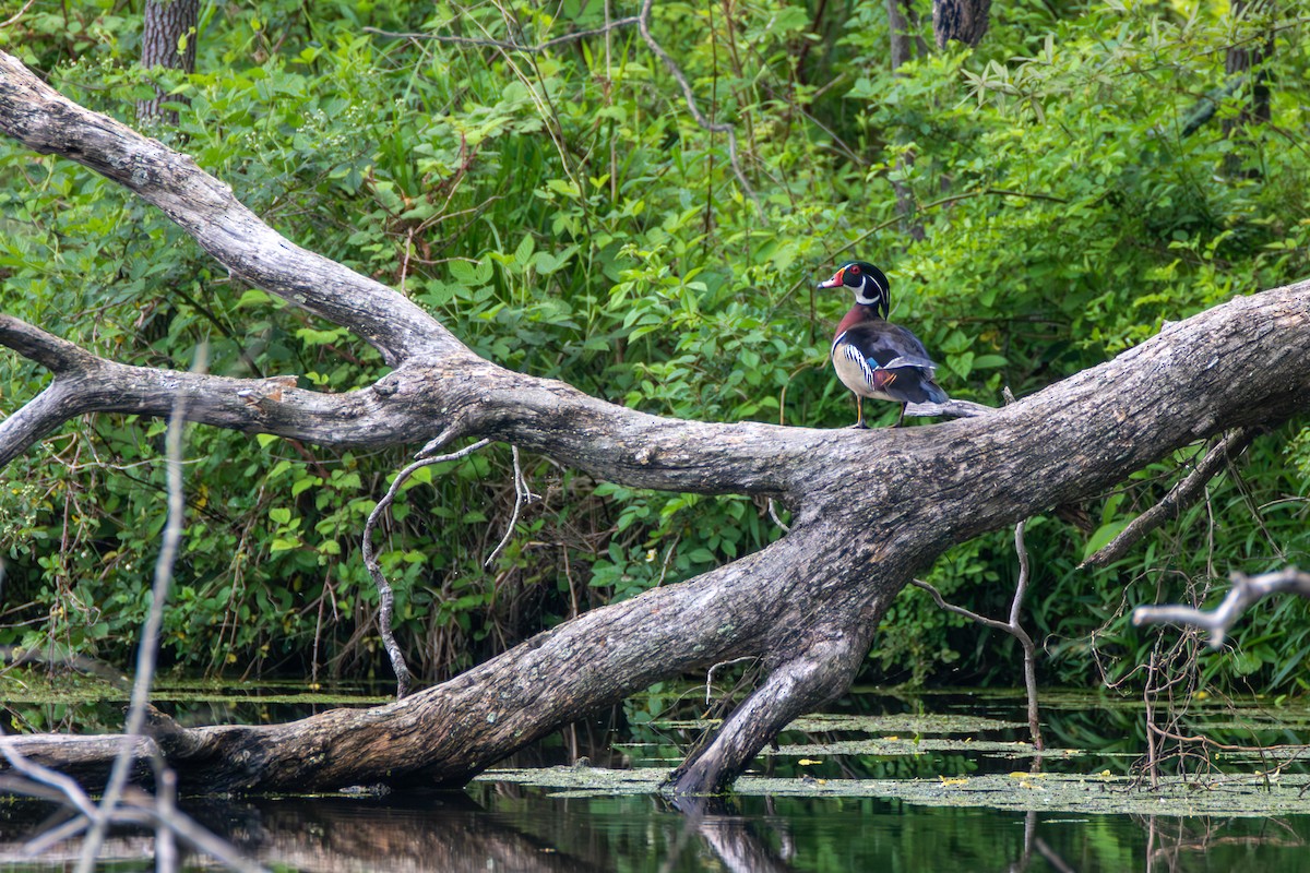 Wood Duck - ML572858181