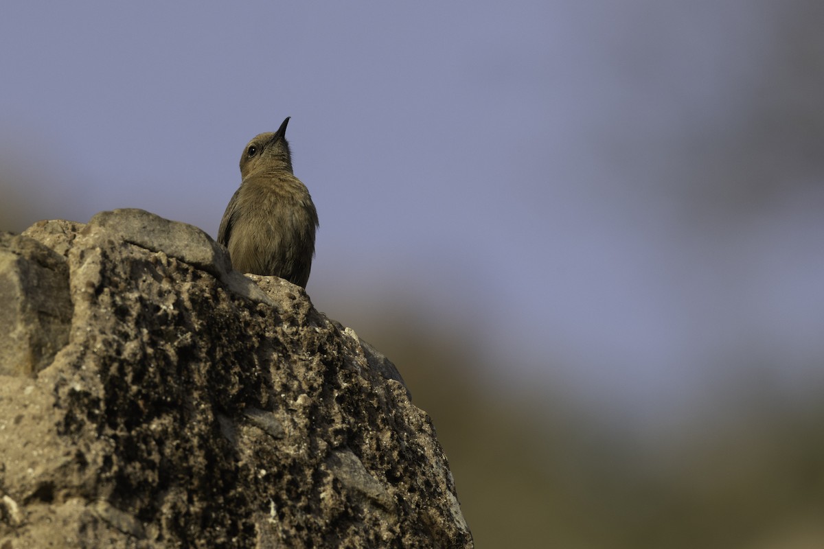 Brown Rock Chat - ML572858351
