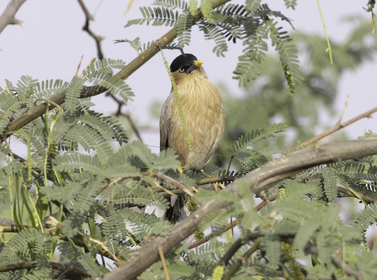 Brahminy Starling - ML572858381