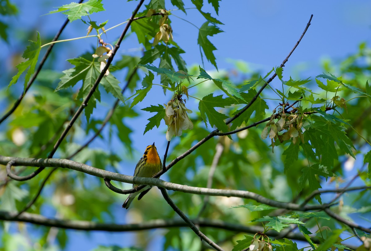 Blackburnian Warbler - ML572858511