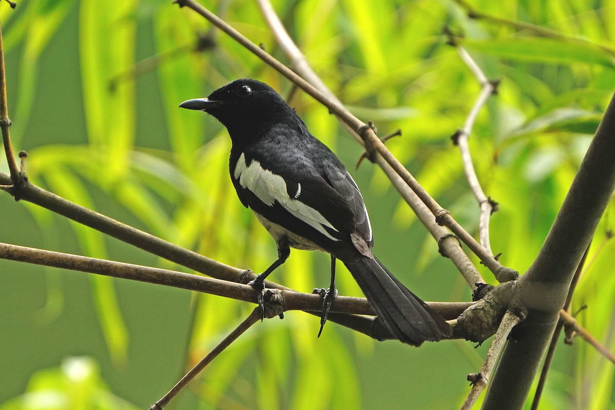 Philippine Magpie-Robin - ML572858551