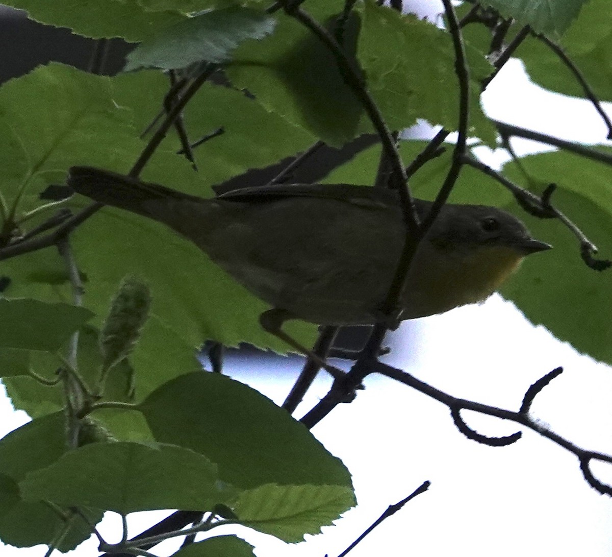 Nashville Warbler - ML572858631