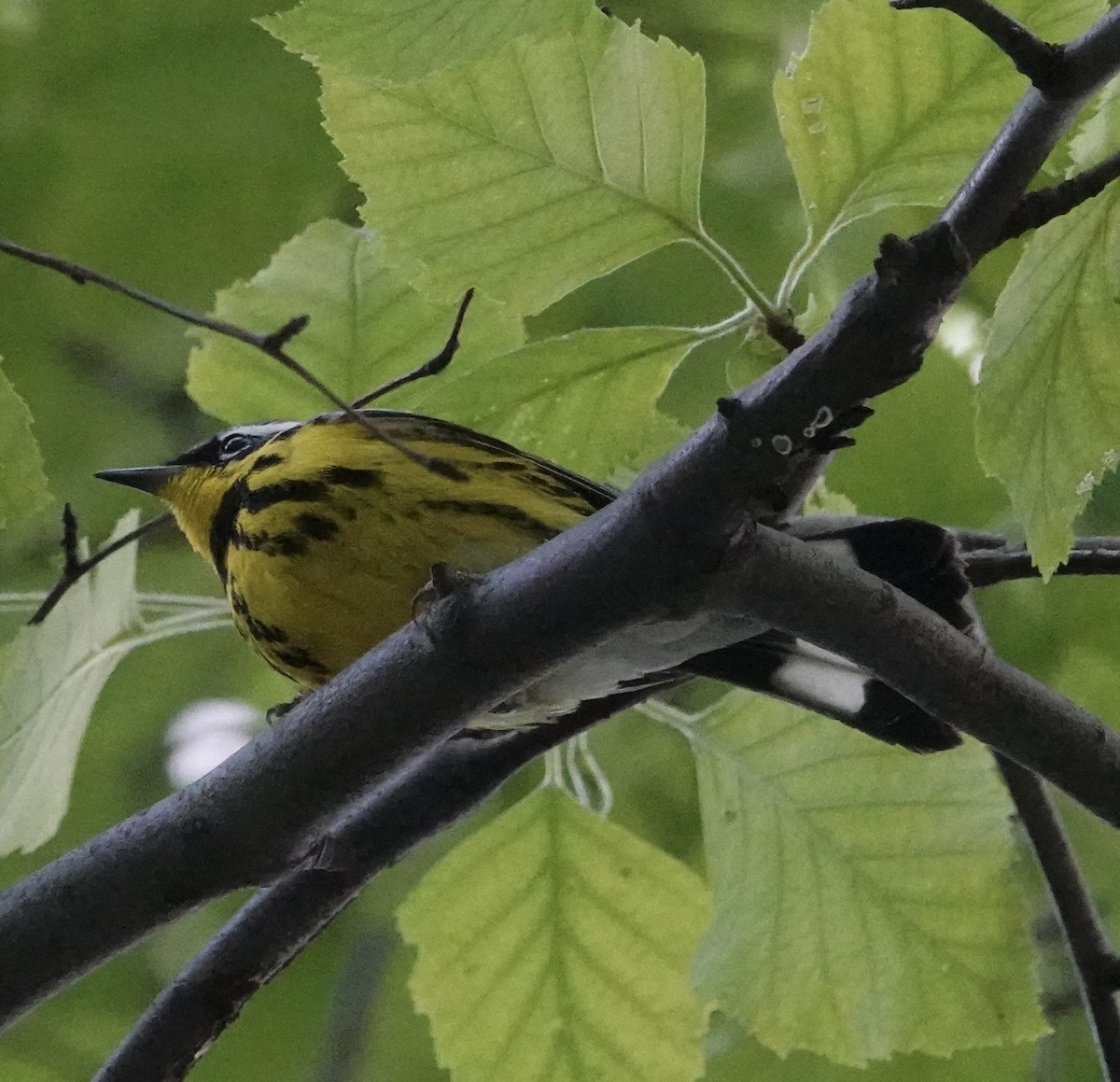 Magnolia Warbler - ML572858671