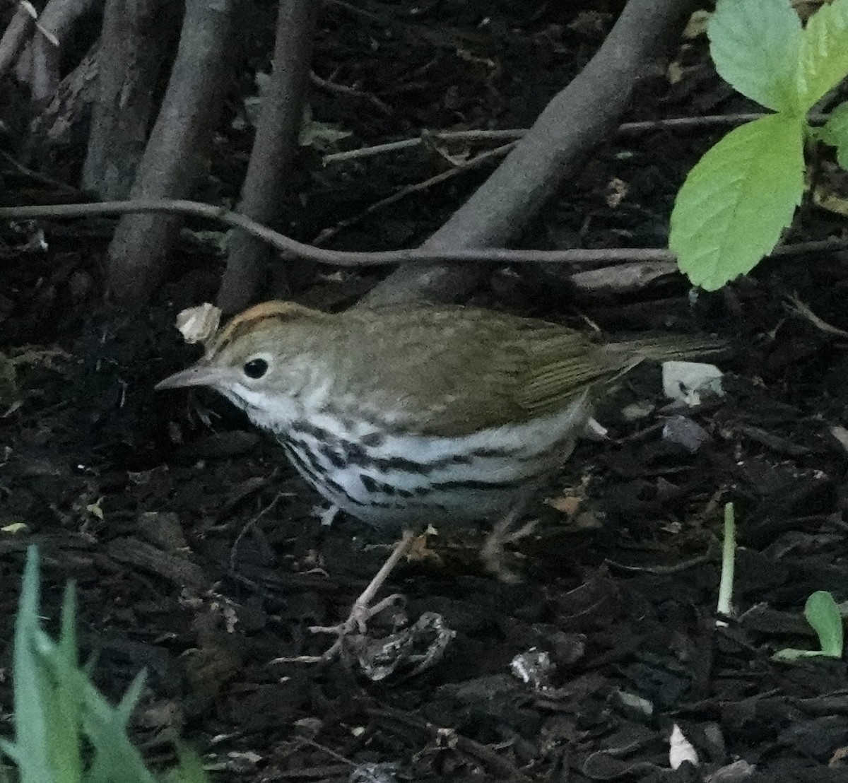 Ovenbird - ML572858771