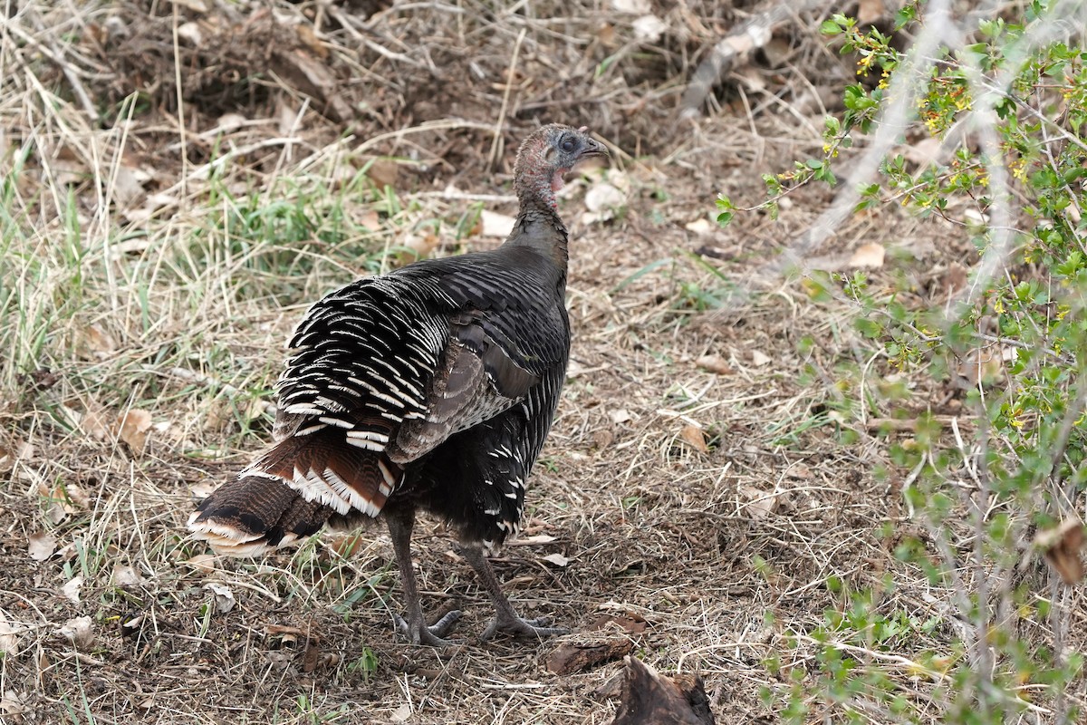 Wild Turkey - Jason B Bidgood