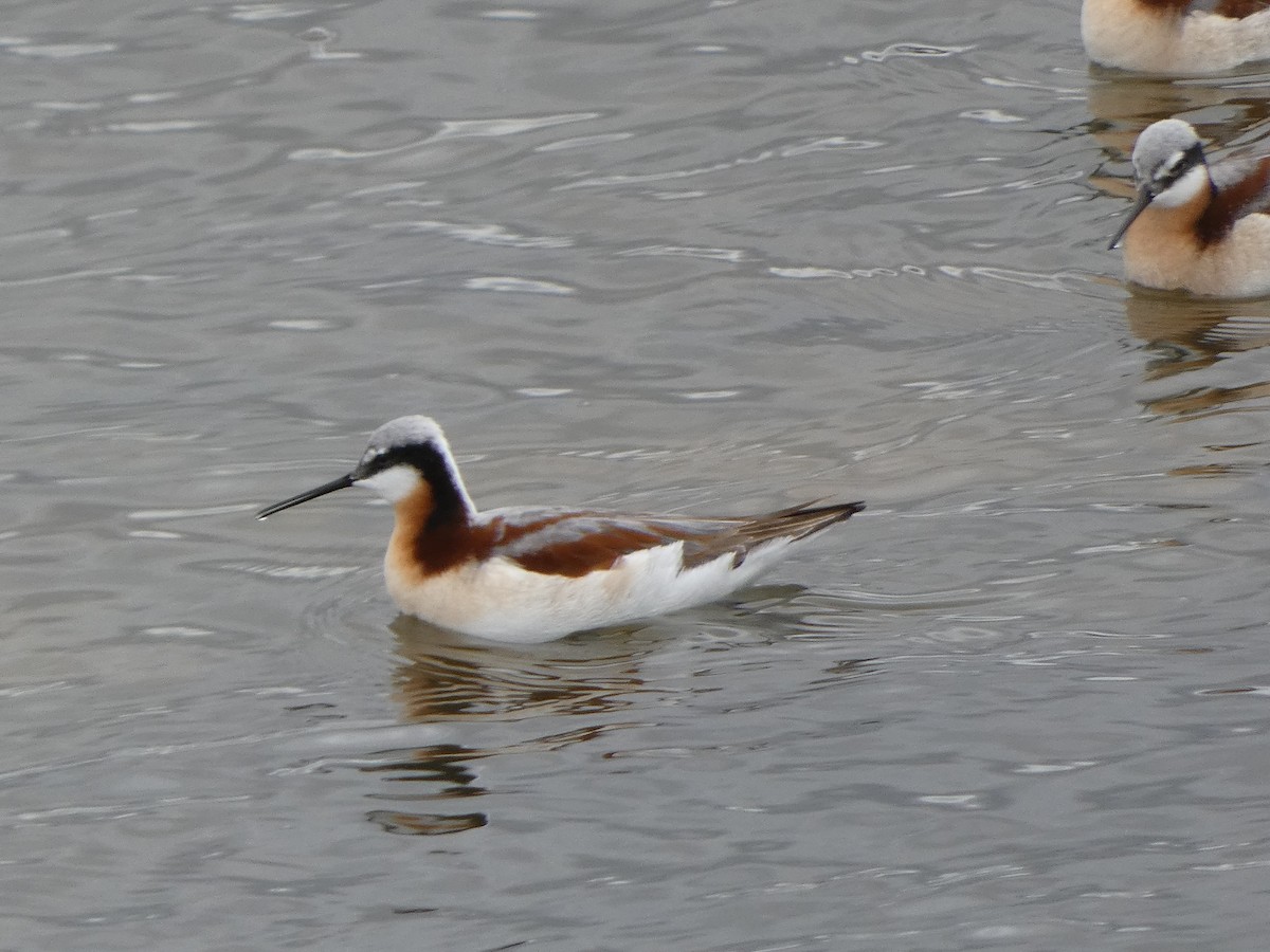 Phalarope de Wilson - ML572859741