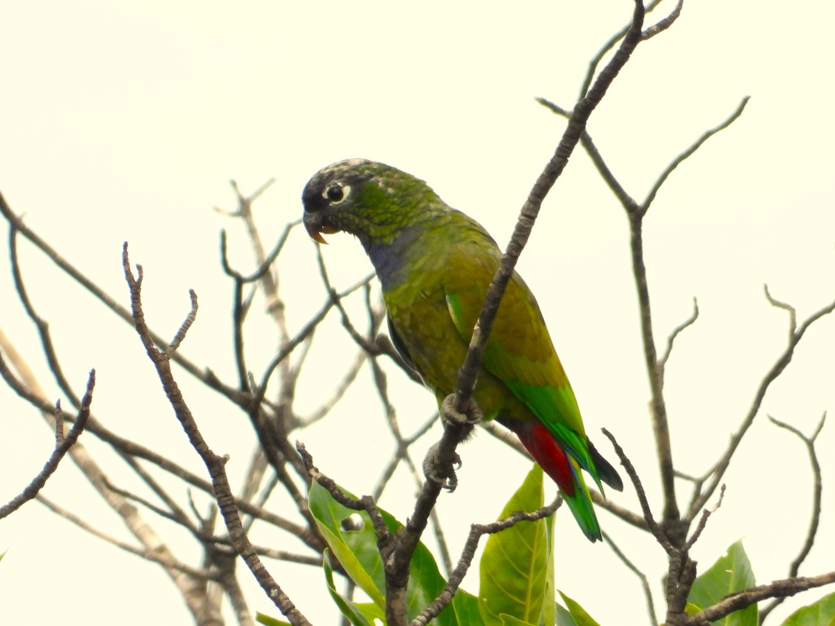 Scaly-headed Parrot - ML572860251