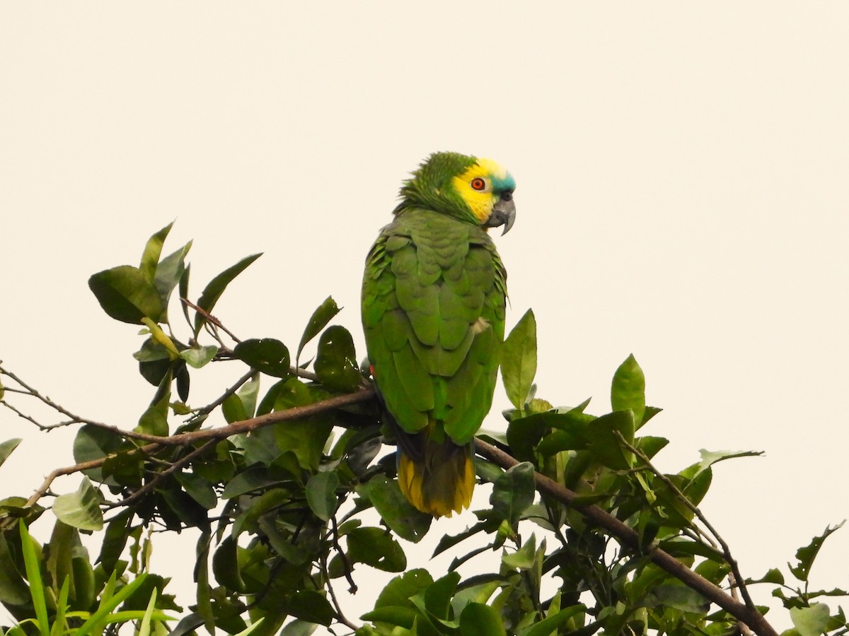 Turquoise-fronted Parrot - ML572860341