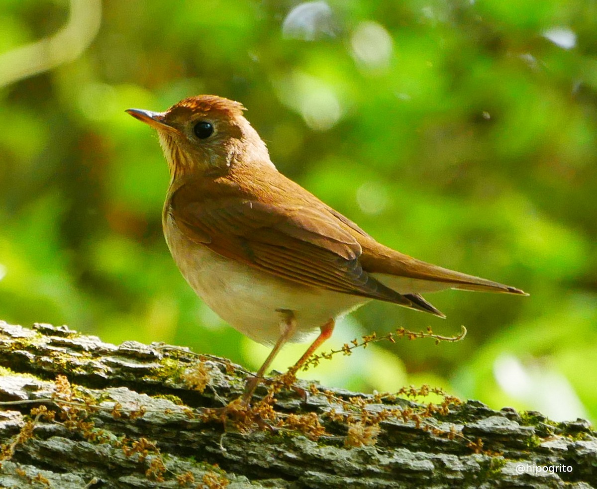 Veery - ML572860811