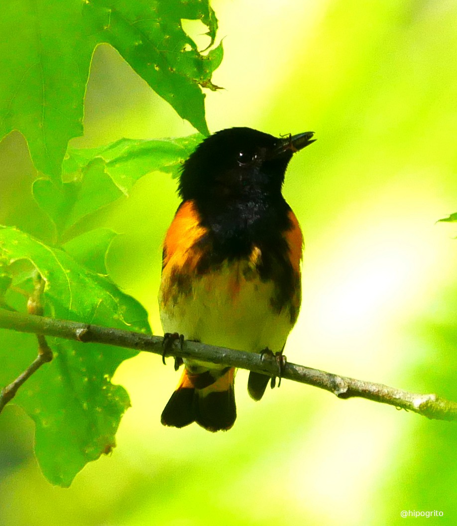 American Redstart - ML572861201