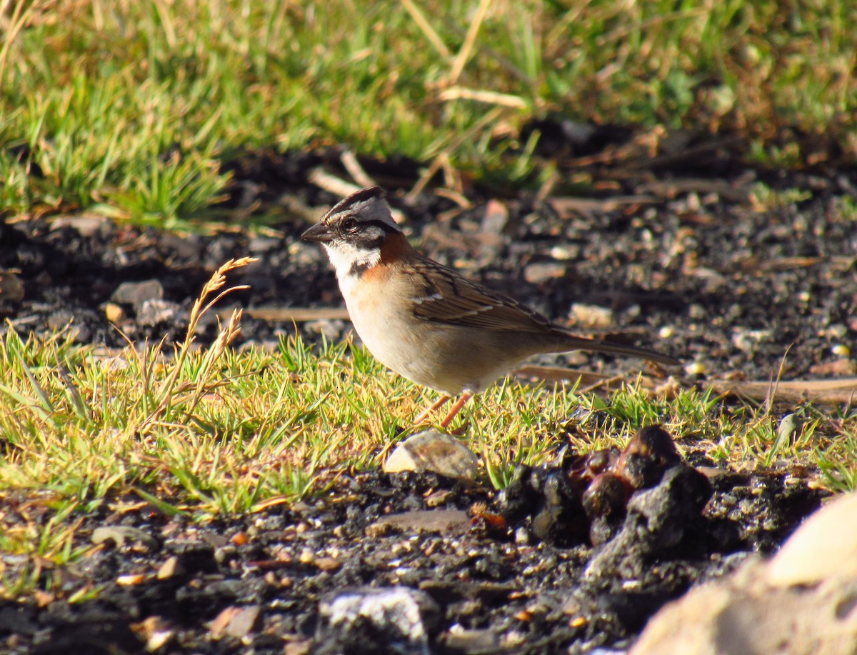 Rufous-collared Sparrow - ML572861371