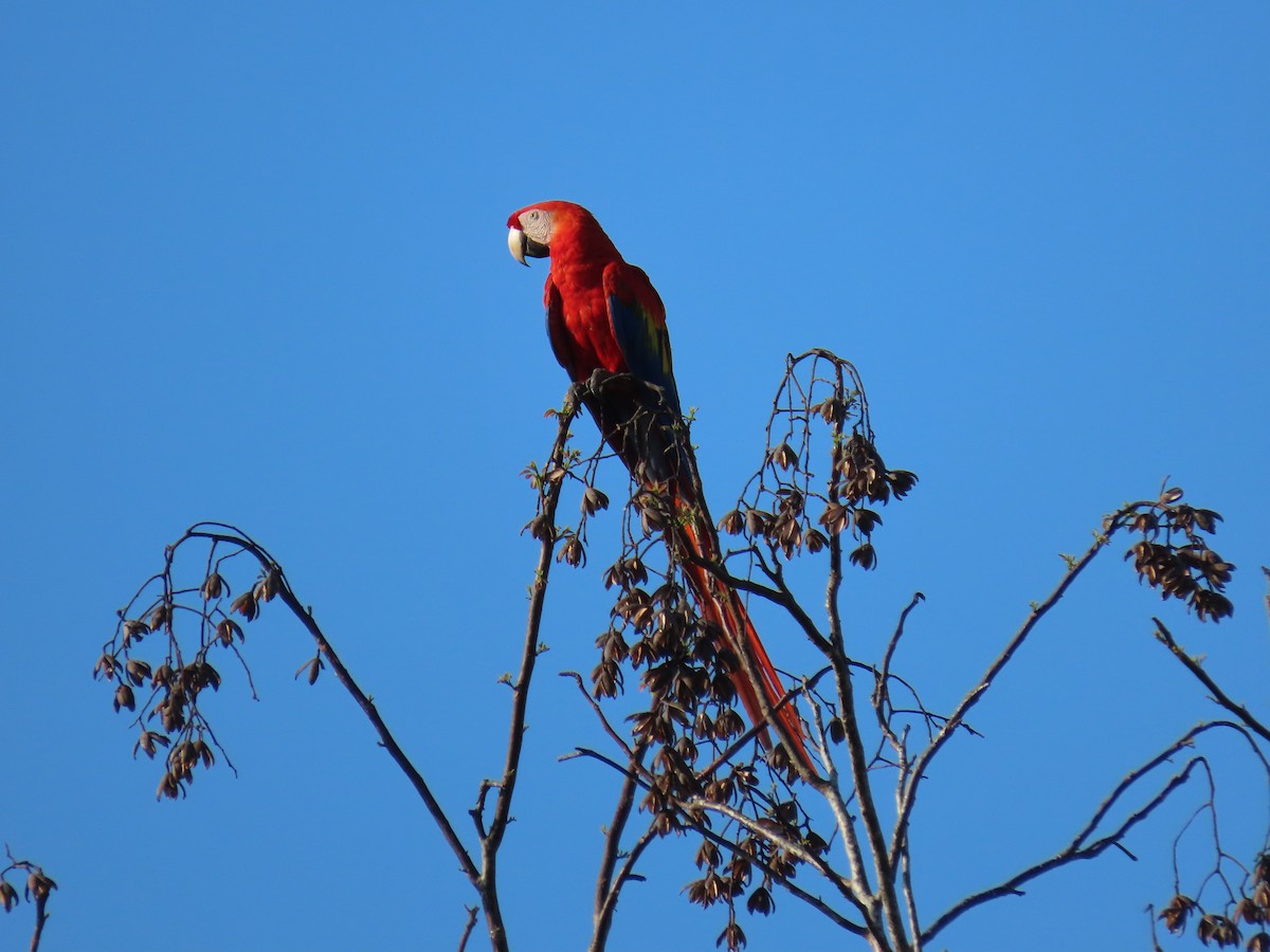 Scarlet Macaw - ML572862001