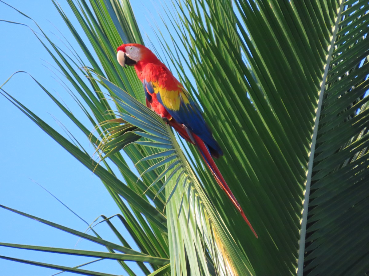 Scarlet Macaw - ML572862011