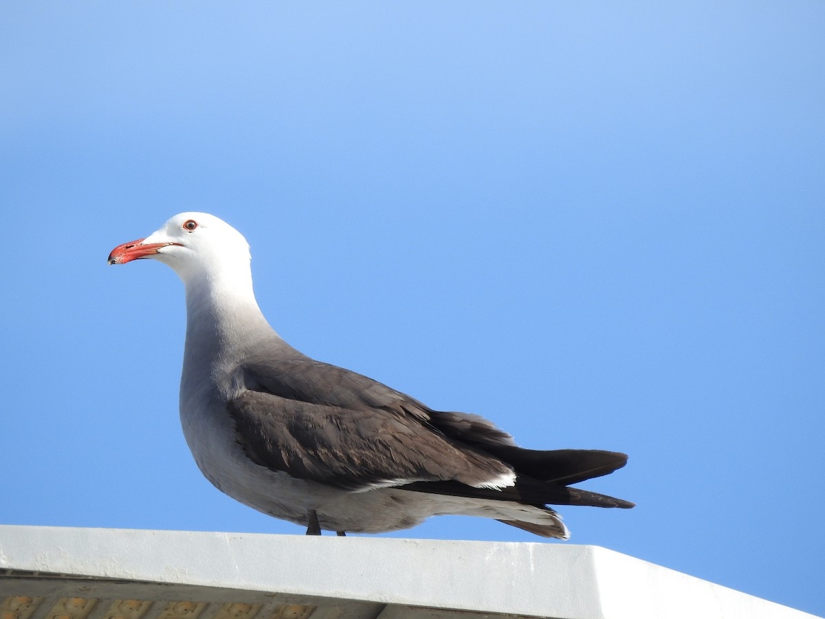 Heermann's Gull - ML572862301