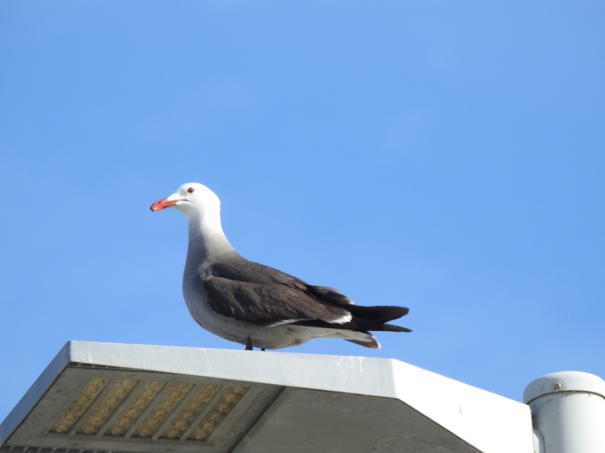 Heermann's Gull - ML572862311