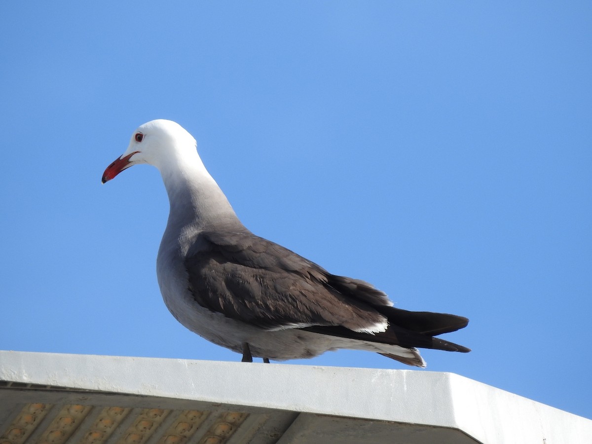 Heermann's Gull - ML572862321