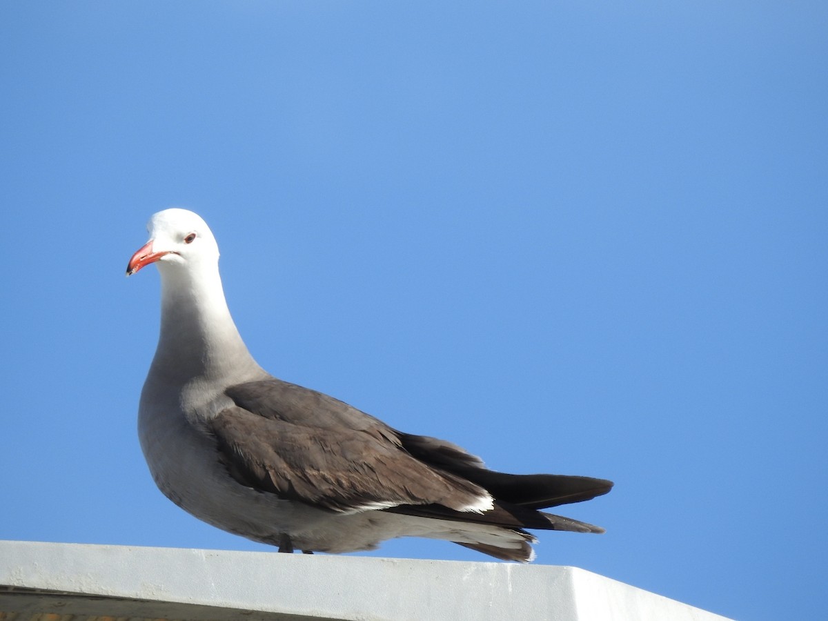 Heermann's Gull - ML572862331
