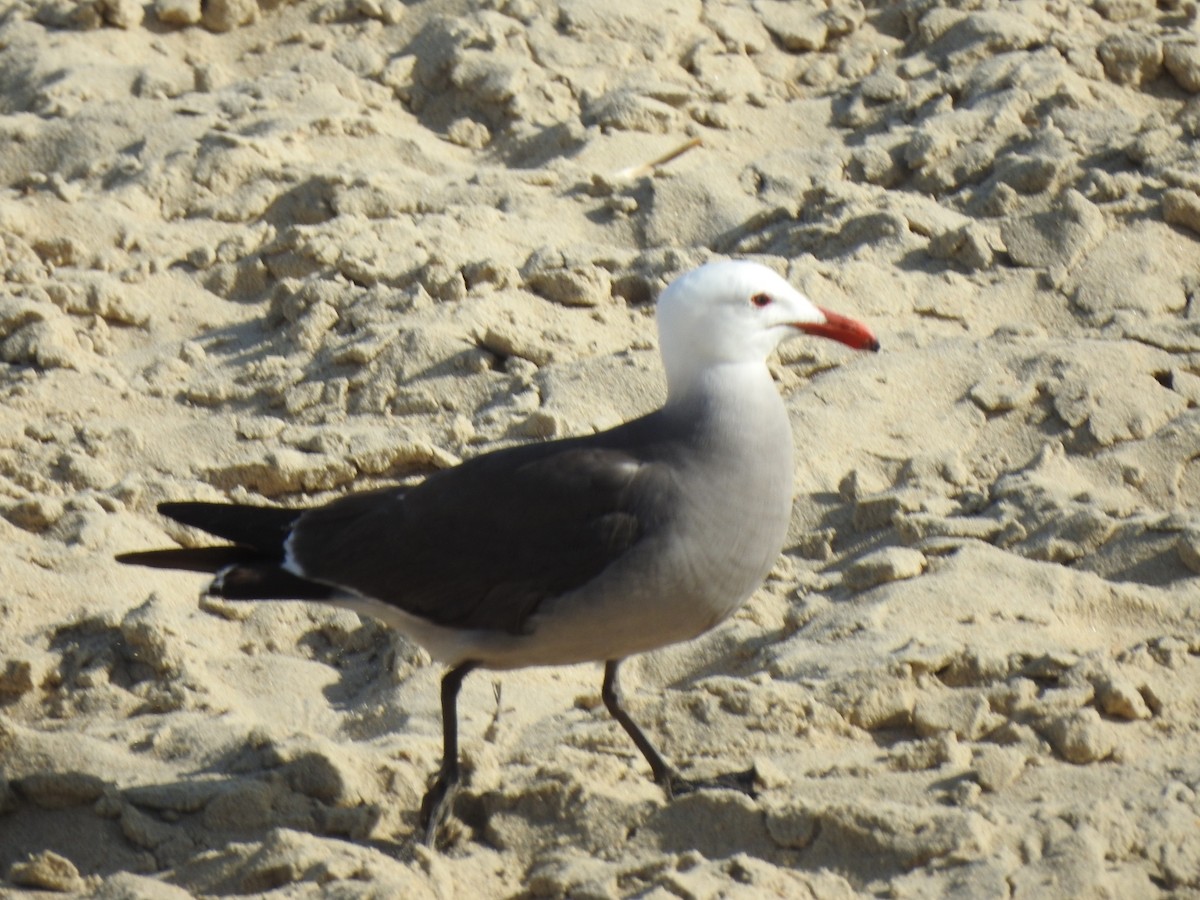 Heermann's Gull - ML572862341