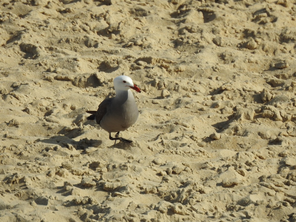 Heermann's Gull - ML572862351