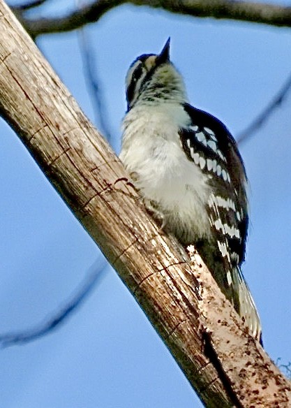 Downy Woodpecker - ML572862401