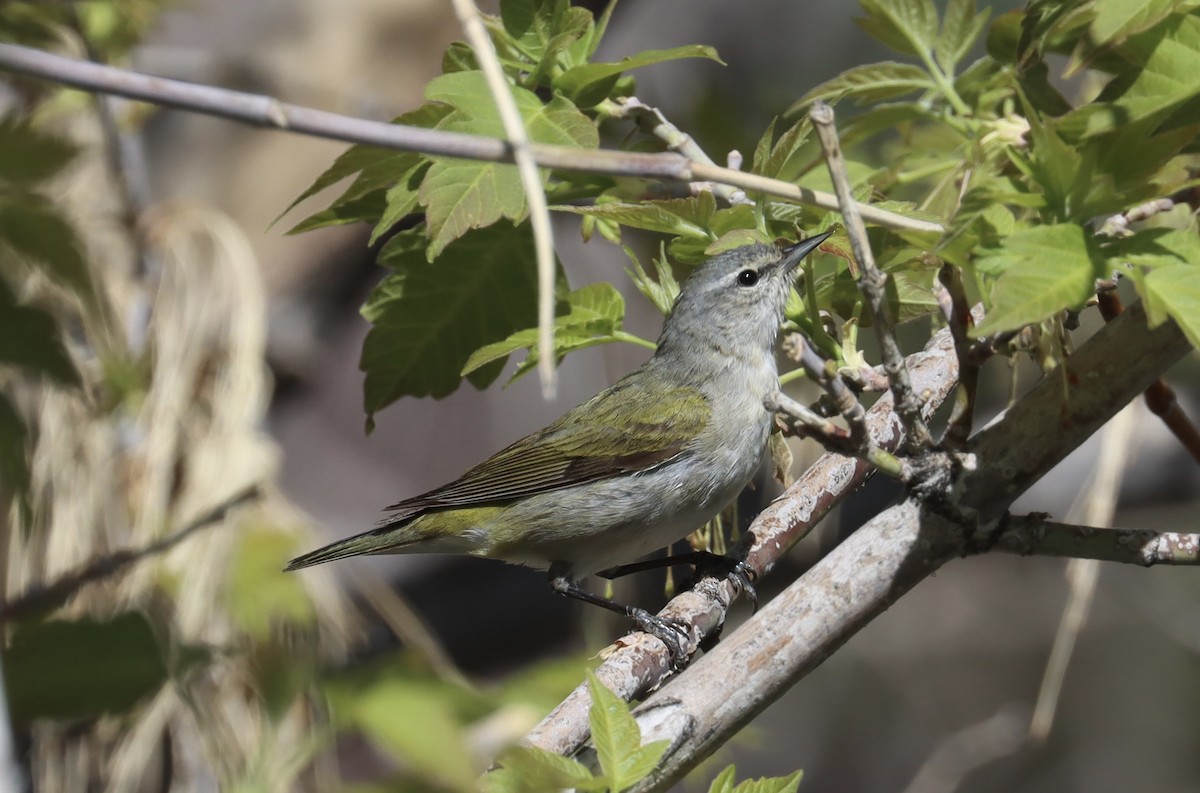 Tennessee Warbler - Aaron Shipe