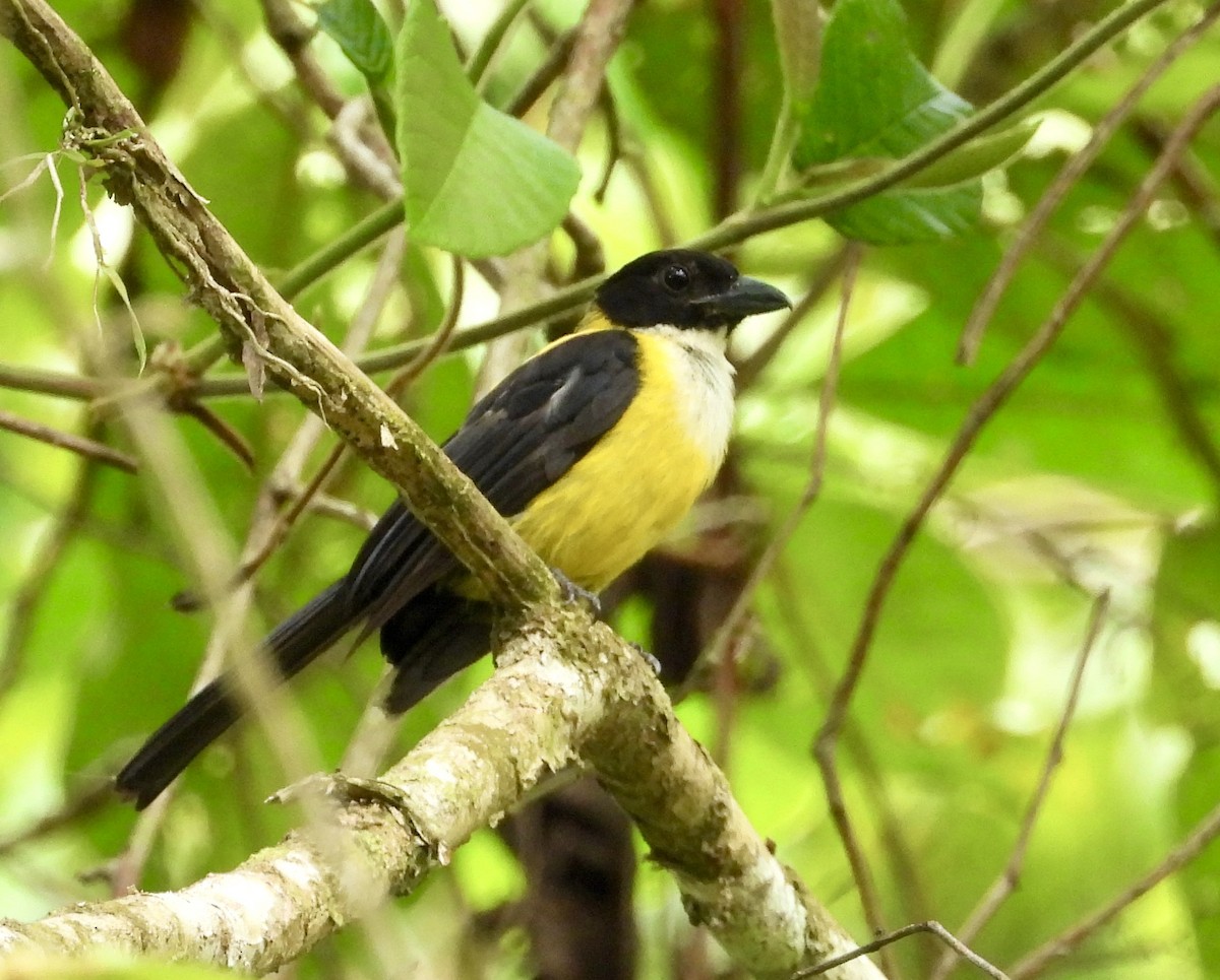 White-throated Shrike-Tanager - ML572863981