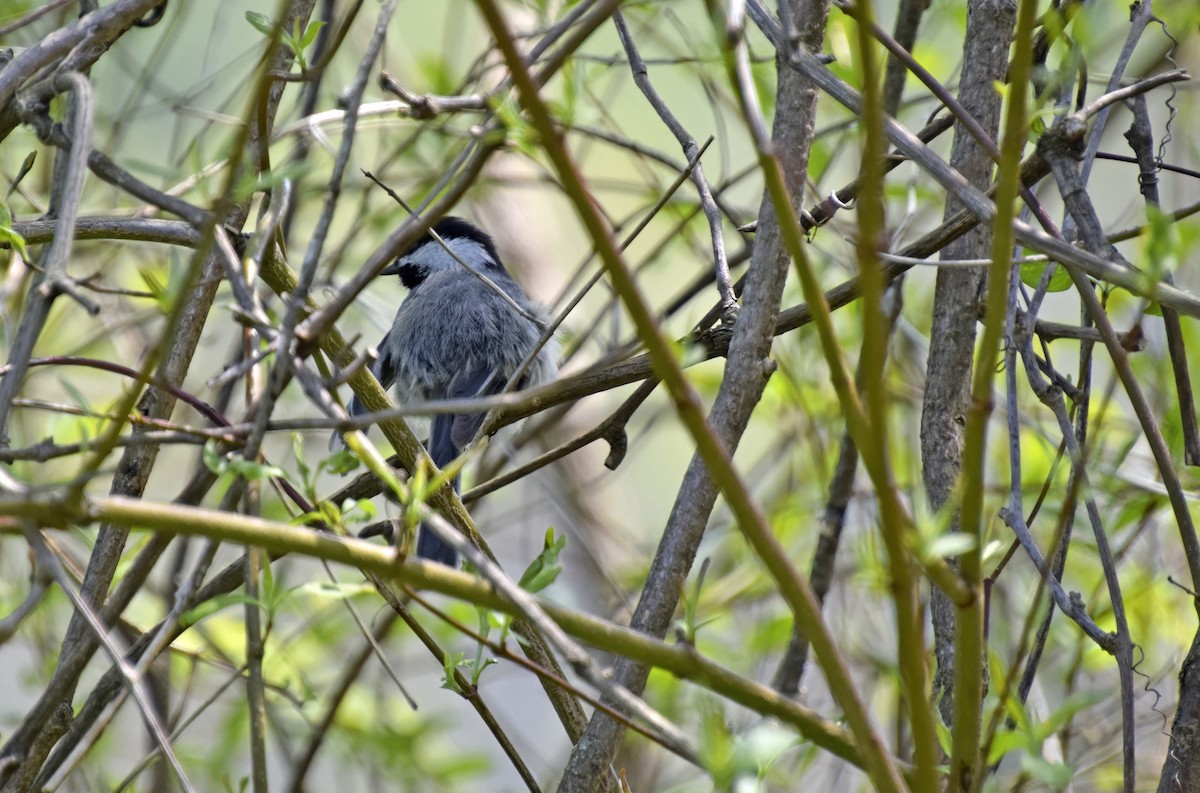 Black-capped Chickadee - Robert Allie