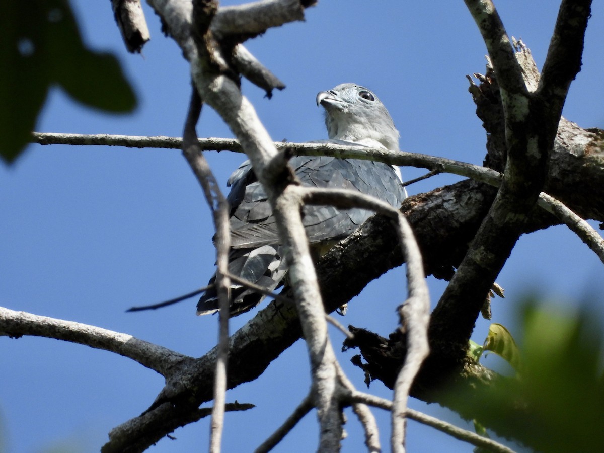 Gray-headed Kite - ML572864971