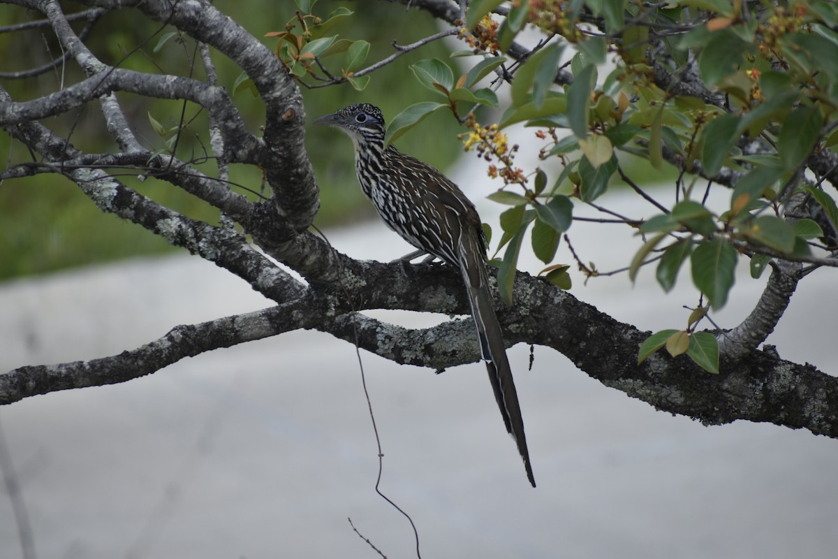 Lesser Roadrunner - Carlos G Vasquez C