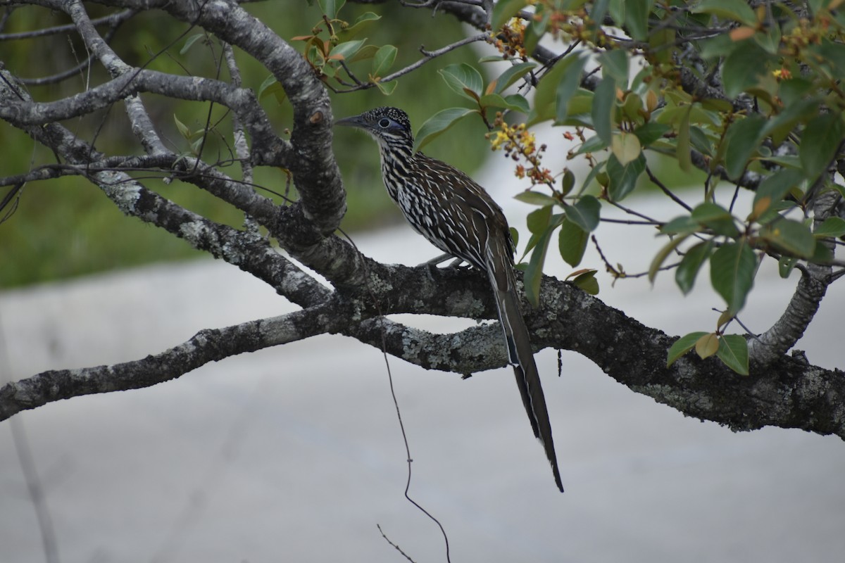 Lesser Roadrunner - Carlos G Vasquez C