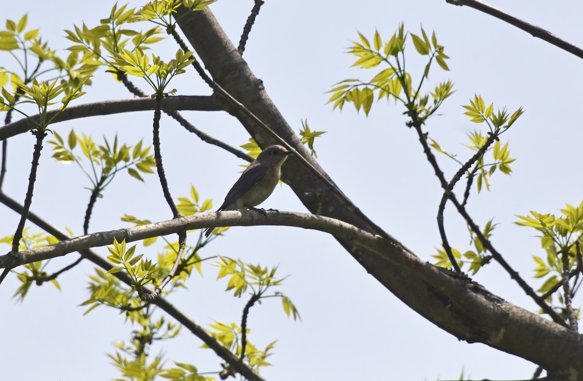 Eastern Bluebird - ML572865141