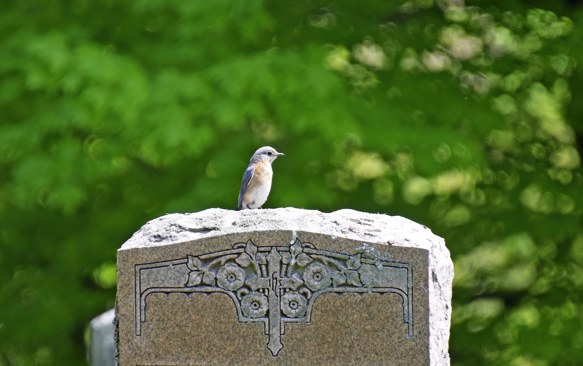 Eastern Bluebird - ML572865171