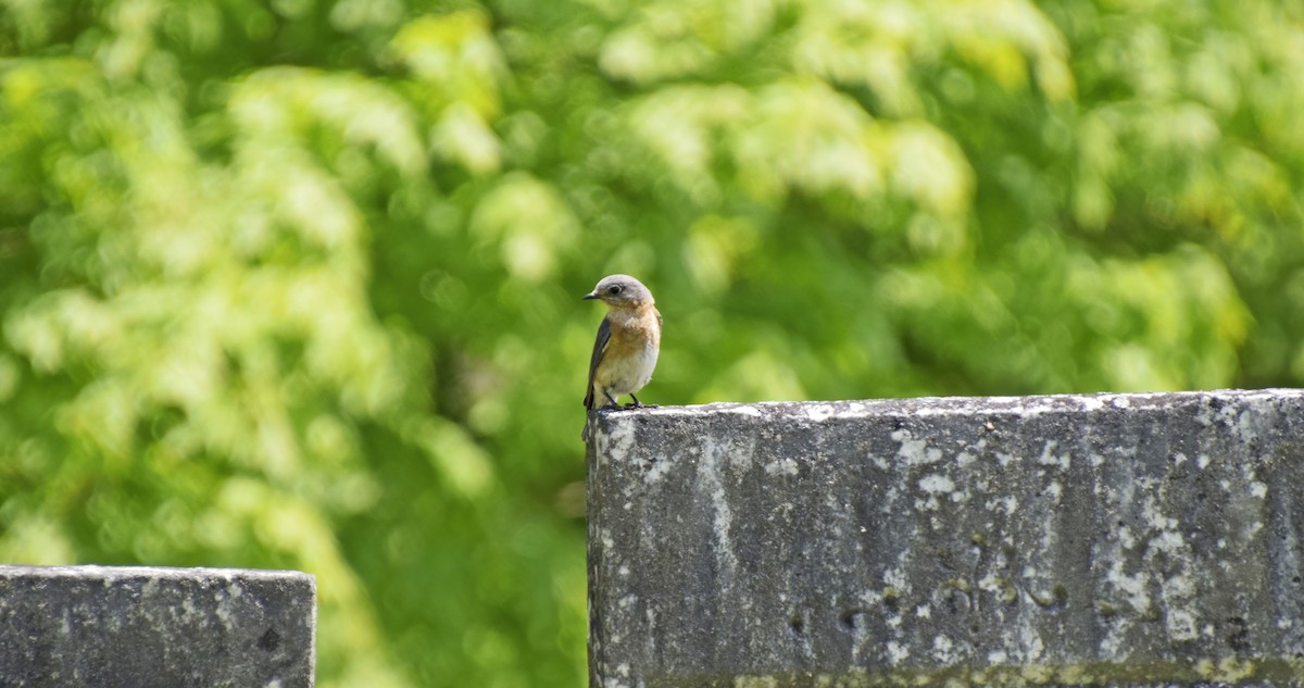 Eastern Bluebird - Robert Allie