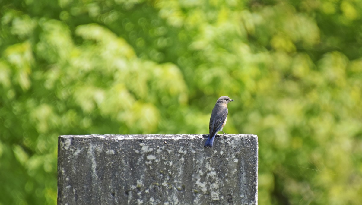 Eastern Bluebird - ML572865191