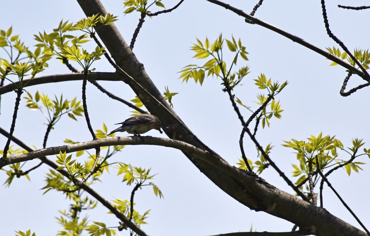 Eastern Bluebird - ML572865201