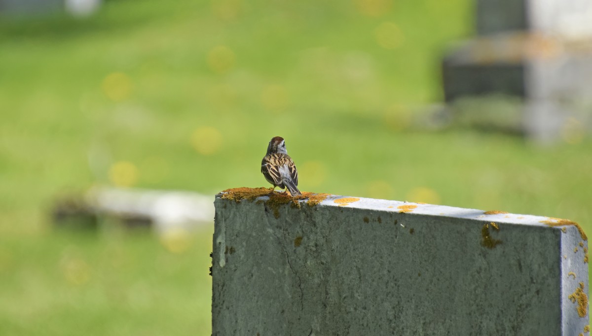 Chipping Sparrow - ML572865501