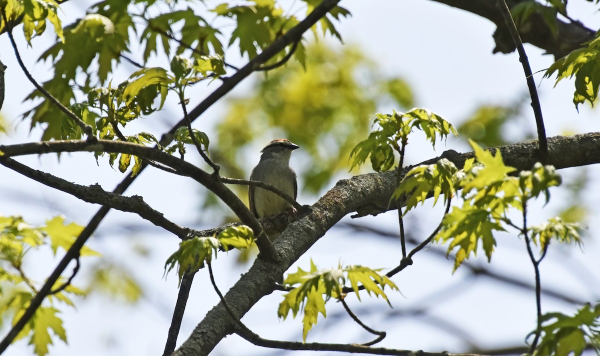 Chipping Sparrow - ML572865511