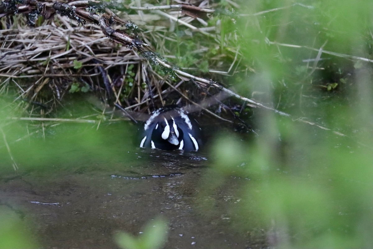 Harlequin Duck - ML572865811