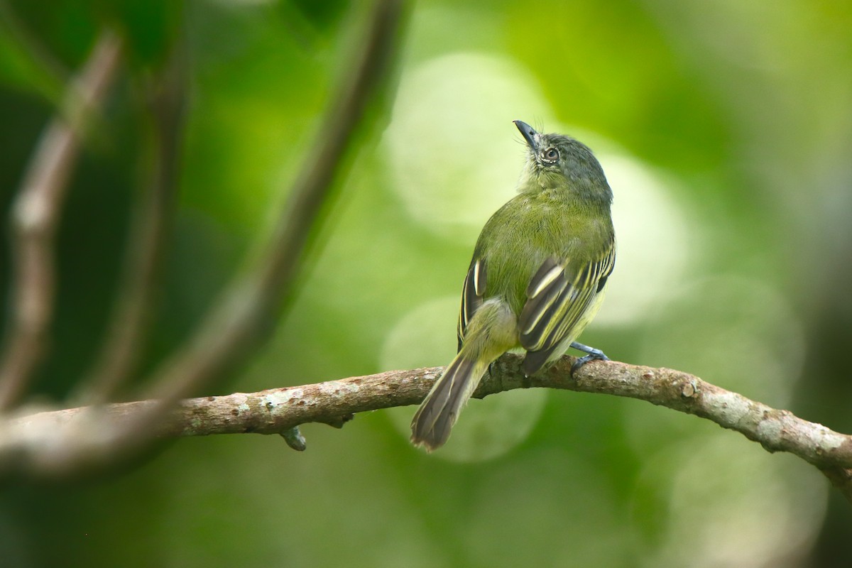 Gray-crowned Flatbill - Juan Carlos Huayllapuma