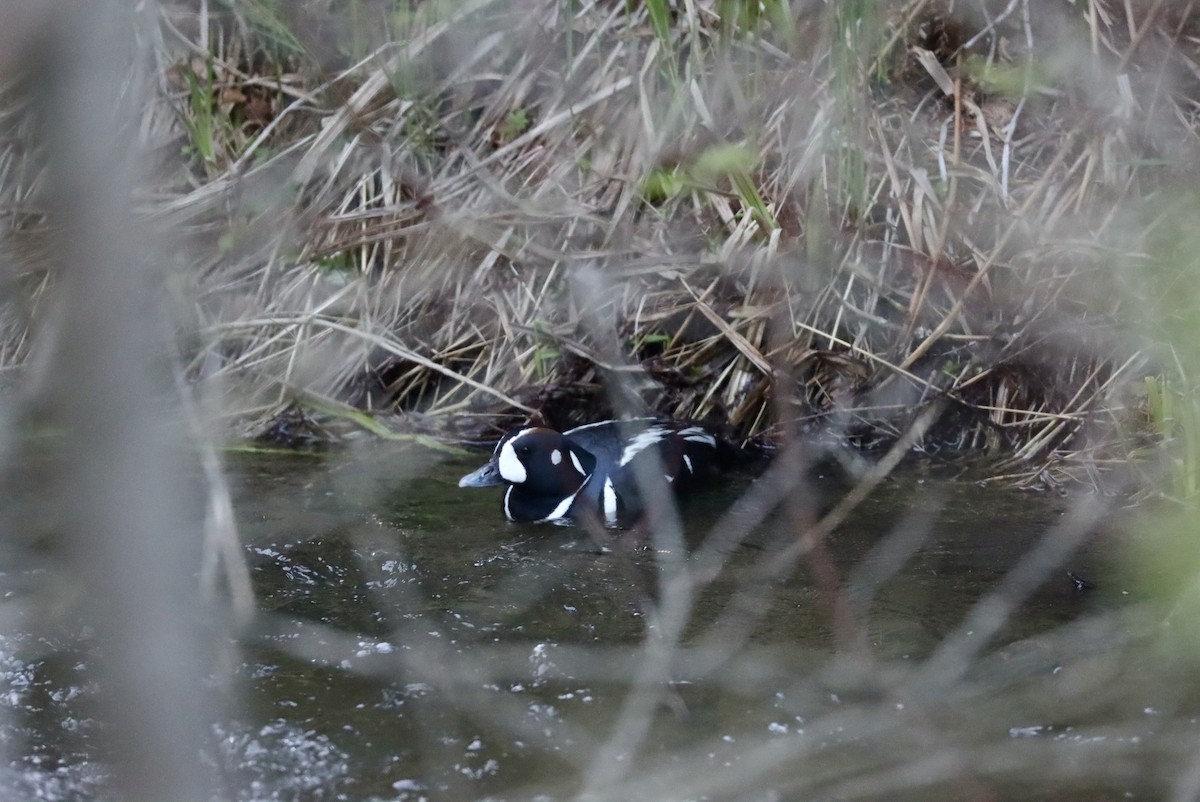 Harlequin Duck - ML572865891