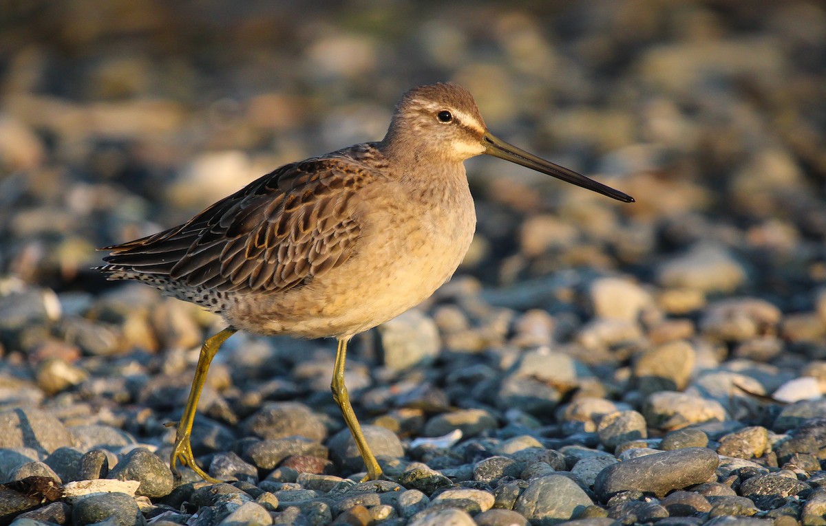 Long-billed Dowitcher - ML572866071