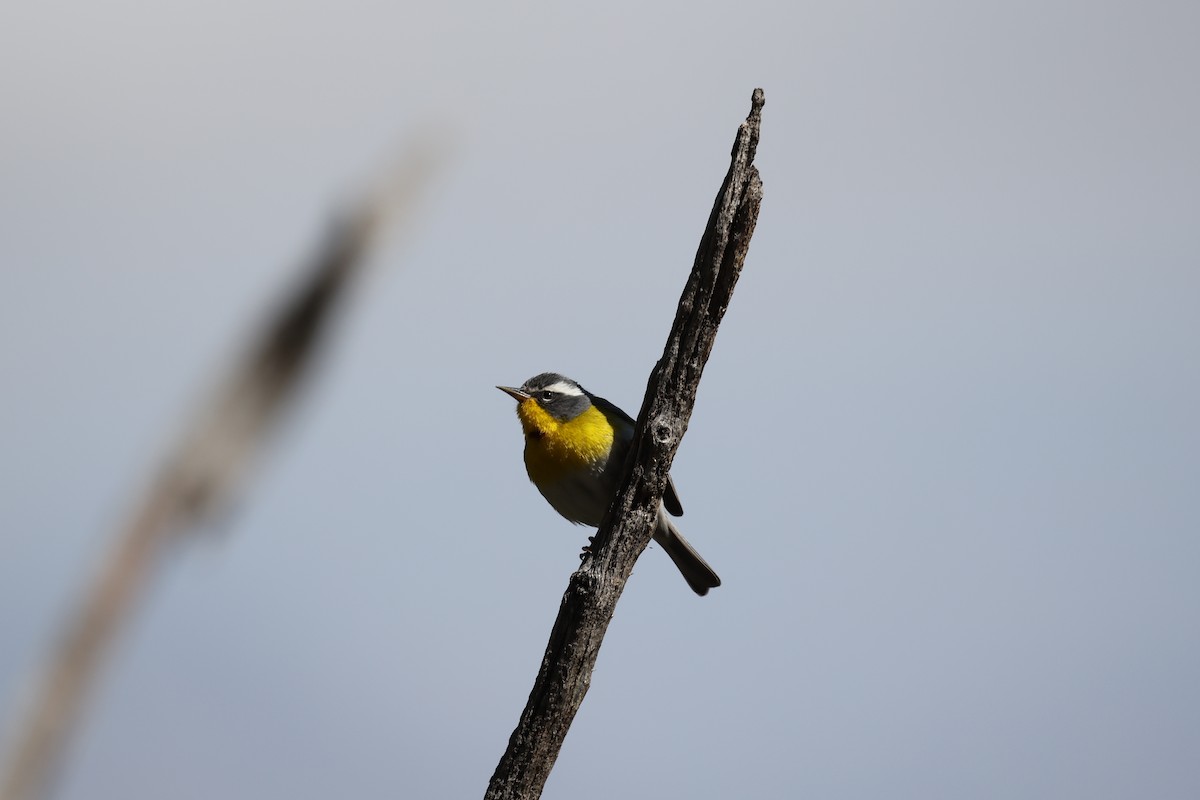 Crescent-chested Warbler - Todd Easterla