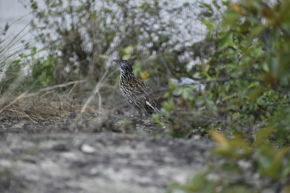 Lesser Roadrunner - Carlos G Vasquez C