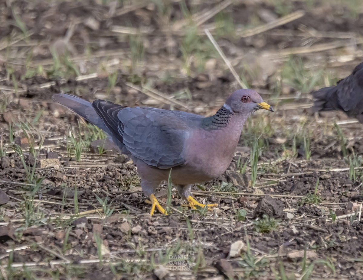 Band-tailed Pigeon - ML572867111
