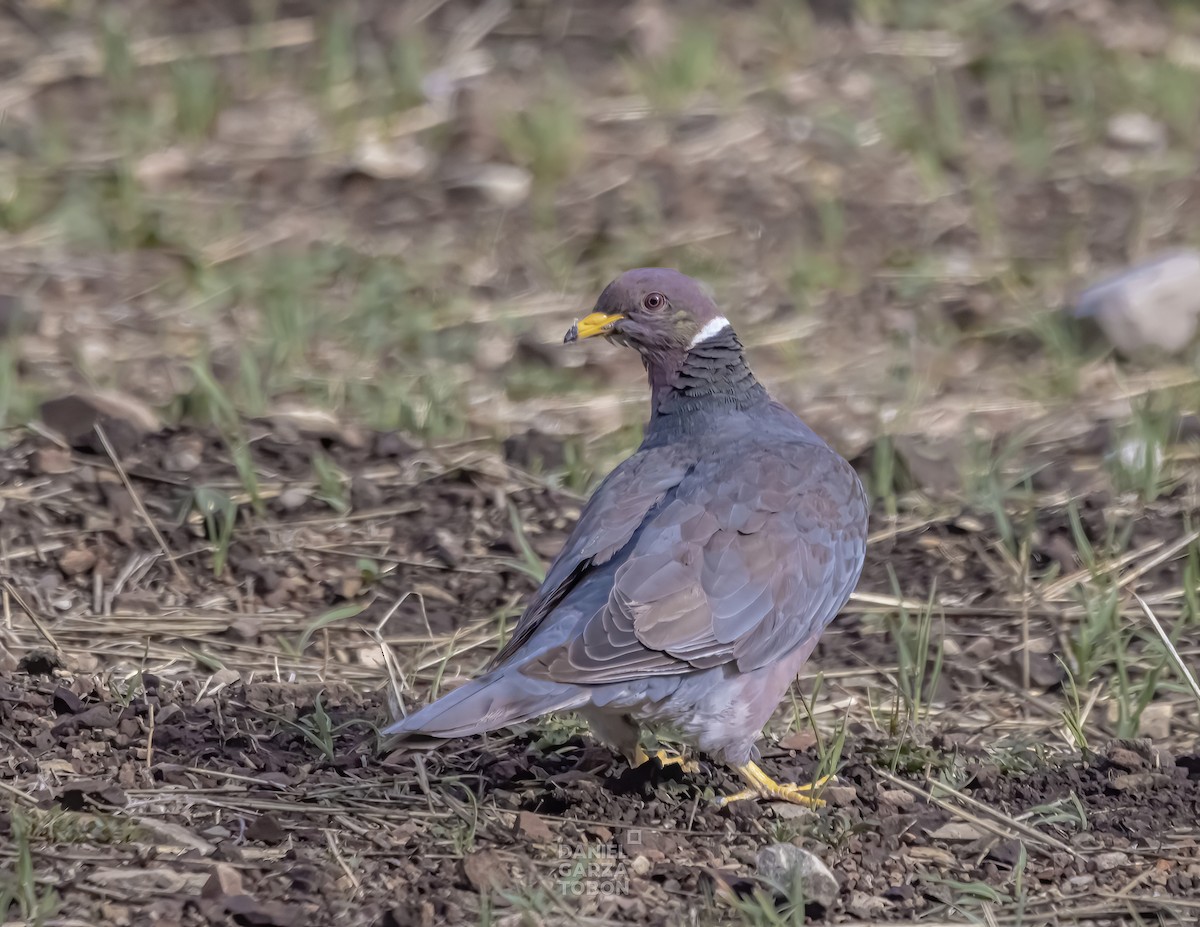 Band-tailed Pigeon - ML572867141