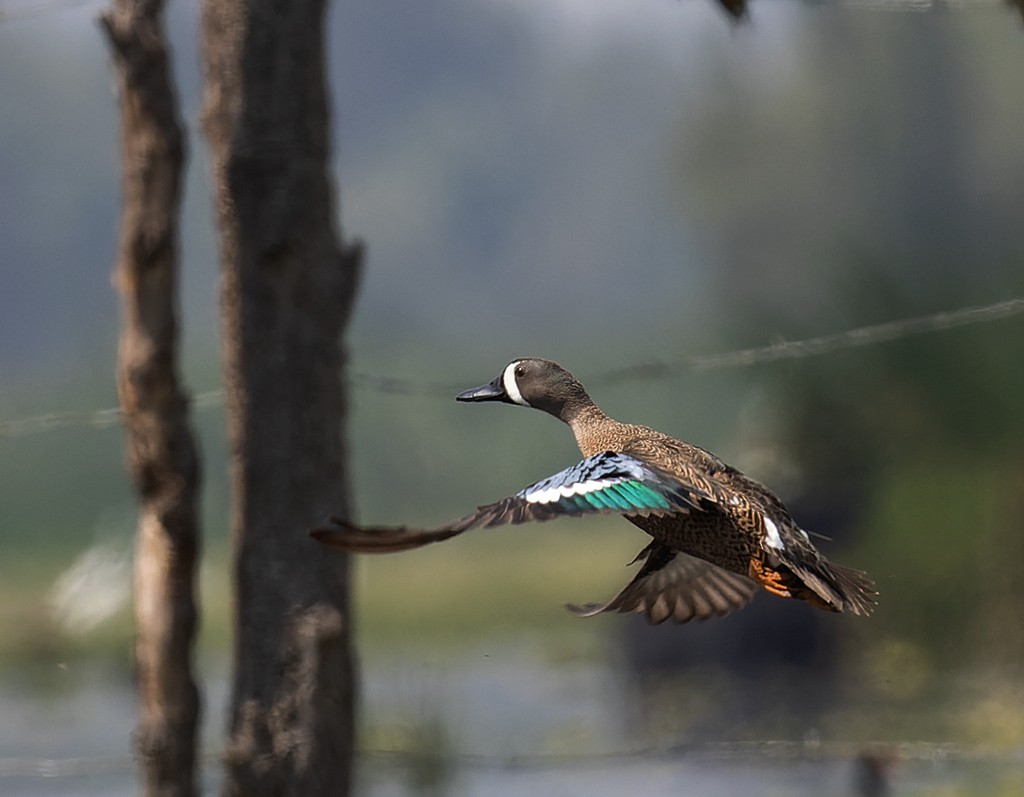 Blue-winged Teal - manuel grosselet