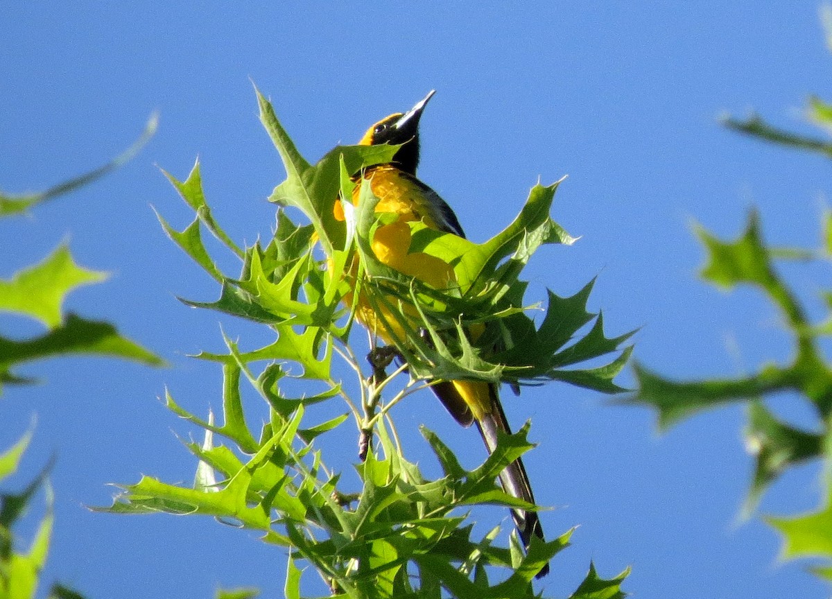 Hooded Oriole - George Leonberger