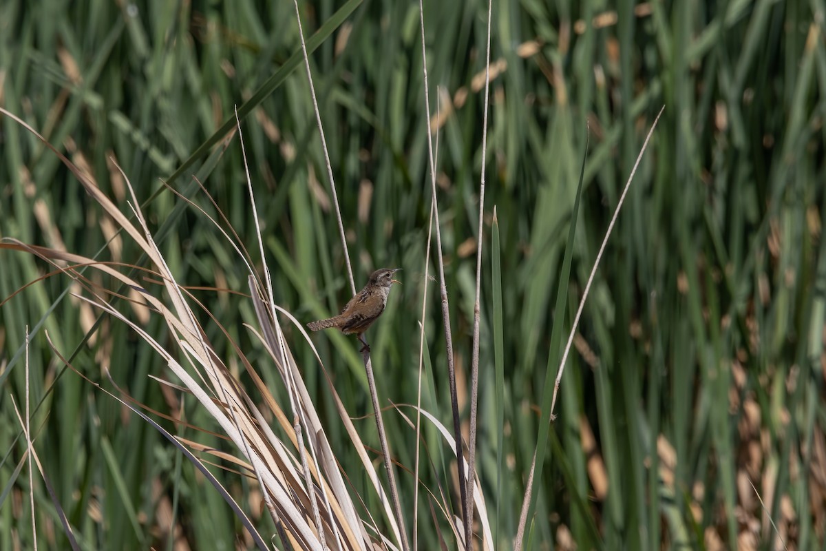 Marsh Wren - ML572870411